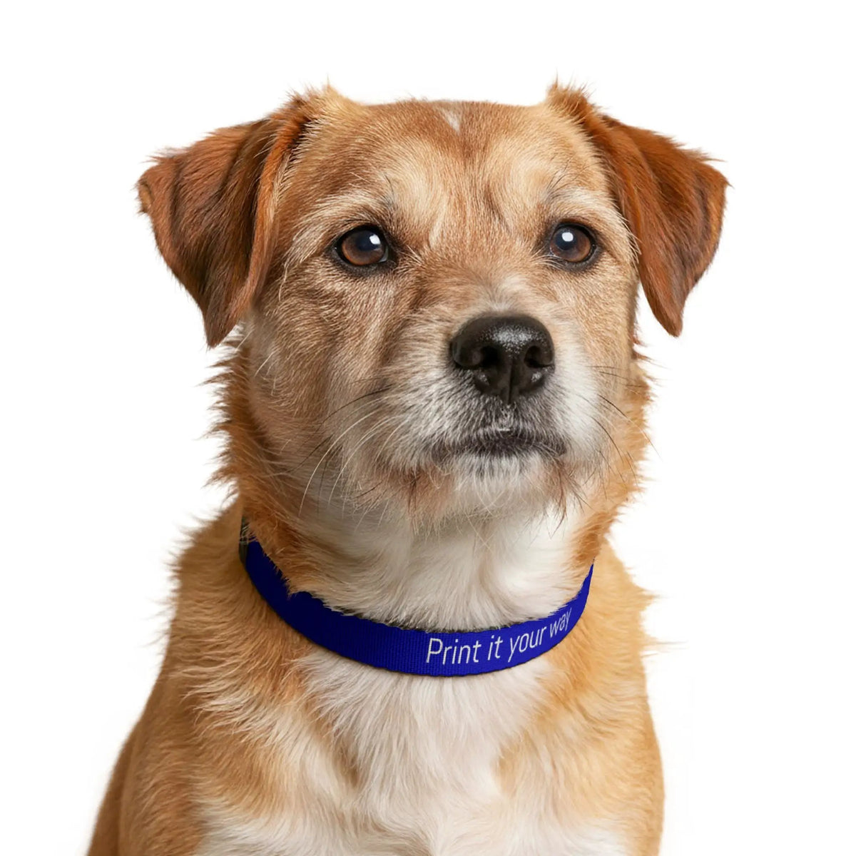 Printify Custom Clip-On Pet Collar — Personalized Blue Collar ("Print it your way") - Pet Collars & Ties Pets